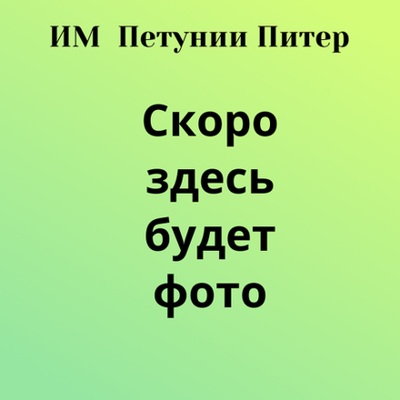 ЕВРО Петуния Новинка 2026 Designer Candy Pop укорененный черенок ОКС февраль 26 Kohen