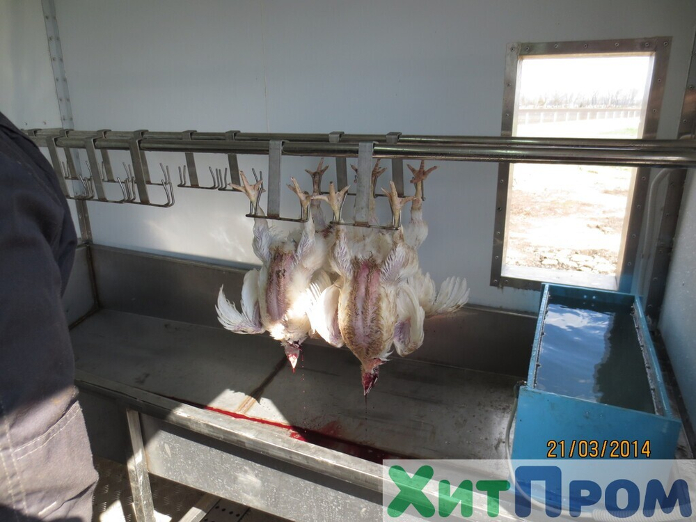 Линия убоя бройлера и несушки до 120 голов/час с вакуумным потрошением. Краснодарский край