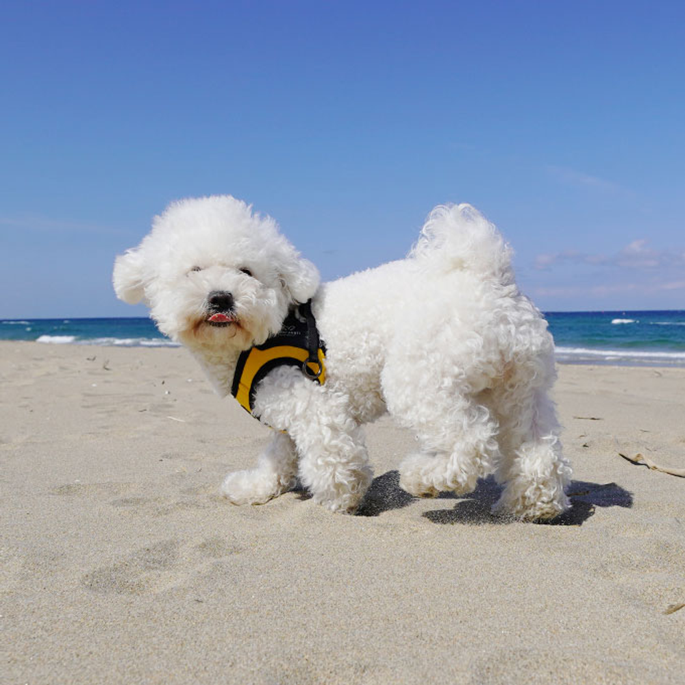 030 PA-HA Шлейка (фиксатор-пряжка с защелкой, размер-в-размер) Puppy Angel