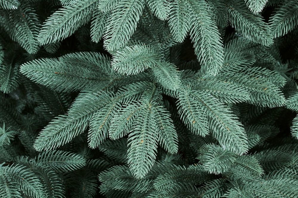 Голубая ель искусственная «Лагуна» (Литая хвоя) 3 м