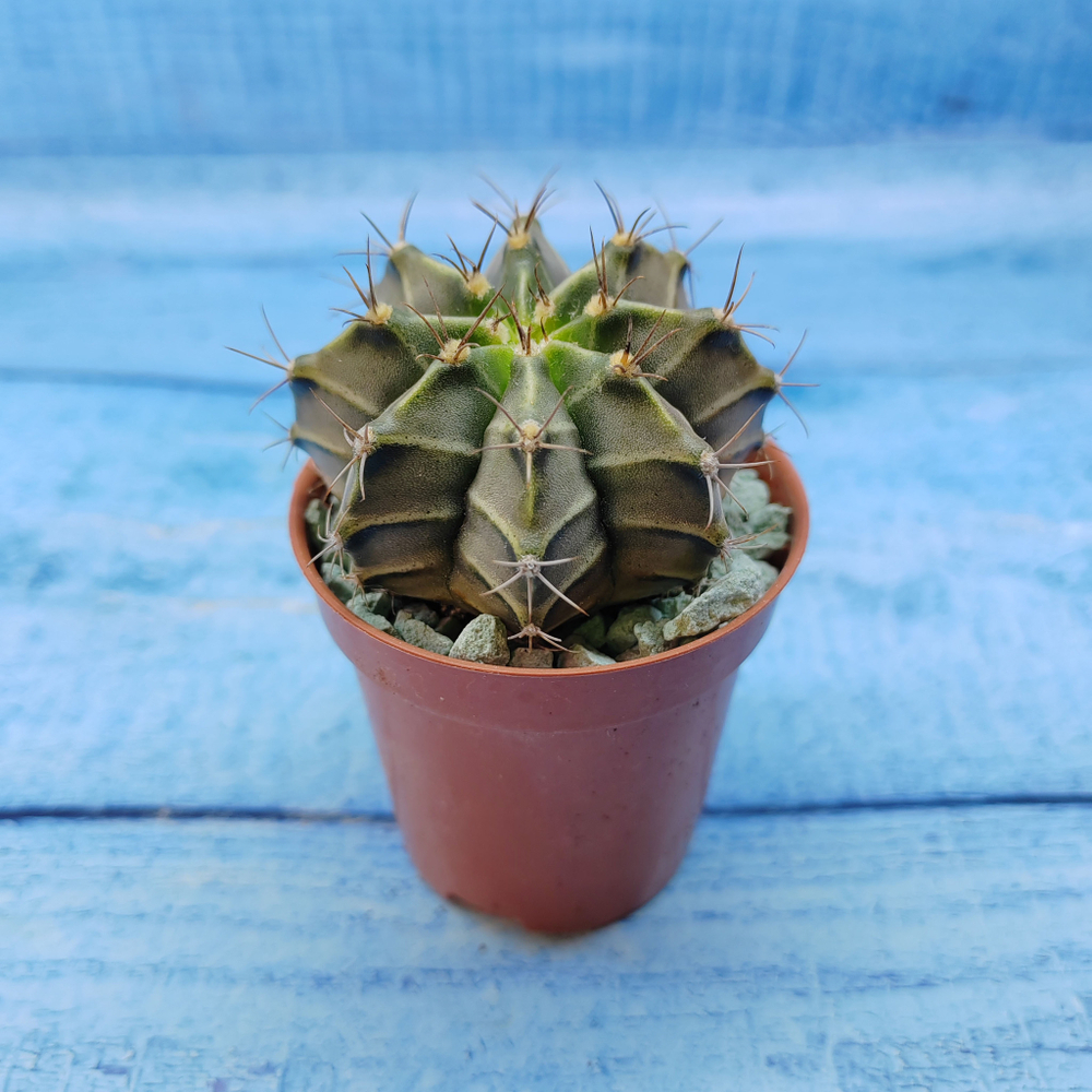 Gymnocalycium Friedrichii (Гимнокалициум)
