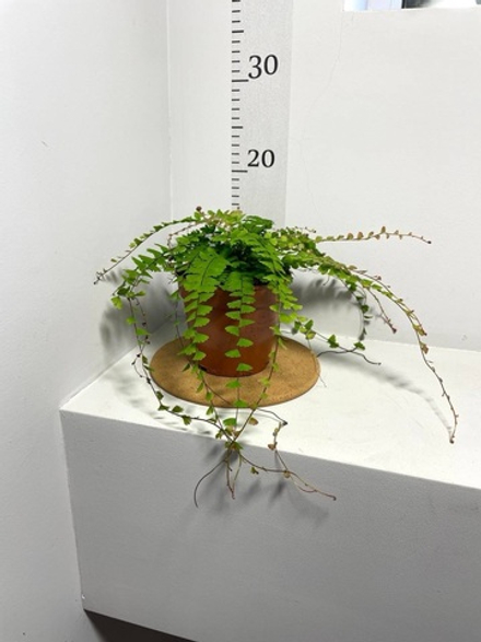 Адиантум Каудатум, Папоротник, D12см Н20см, Нидерланды