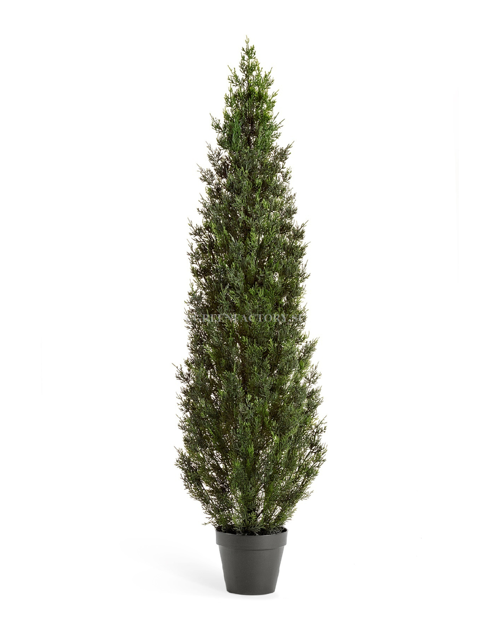 Туя уличная Смарагд Элегант