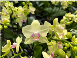 Фаленопсис желтый д.9