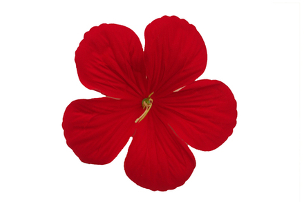 Физалис бархат