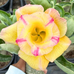 Адениум обесум NUAN CHAN