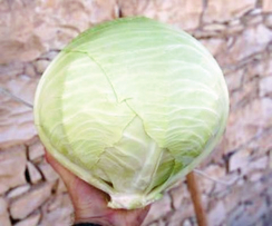 Файтер F1 семена капусты белокочанной (Sakata / Саката)