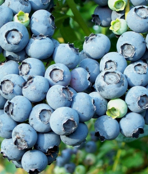 Голубика высокорослая БЛЮКРОП С5 Закупка М44 апрель 2026