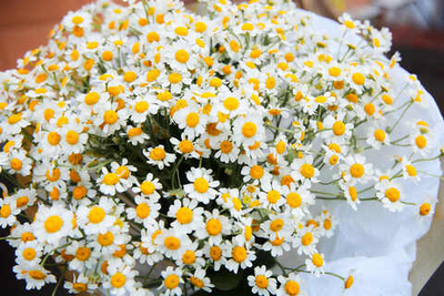 Матрикария (танацетум)