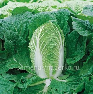 Капуста пекинская Спринкин F1 2500 (семян)