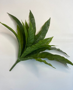 Куст Асплениум