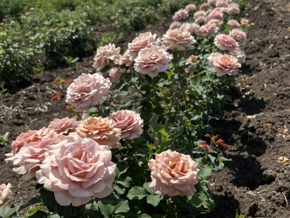 Мокароза (Mokarosa)