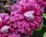 Клематис Purpurea Plena Elegans (Пурпуреа Плена Элеганс)  Стандарт поставки Р9