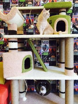 Комплекс для кошек ДВ-2