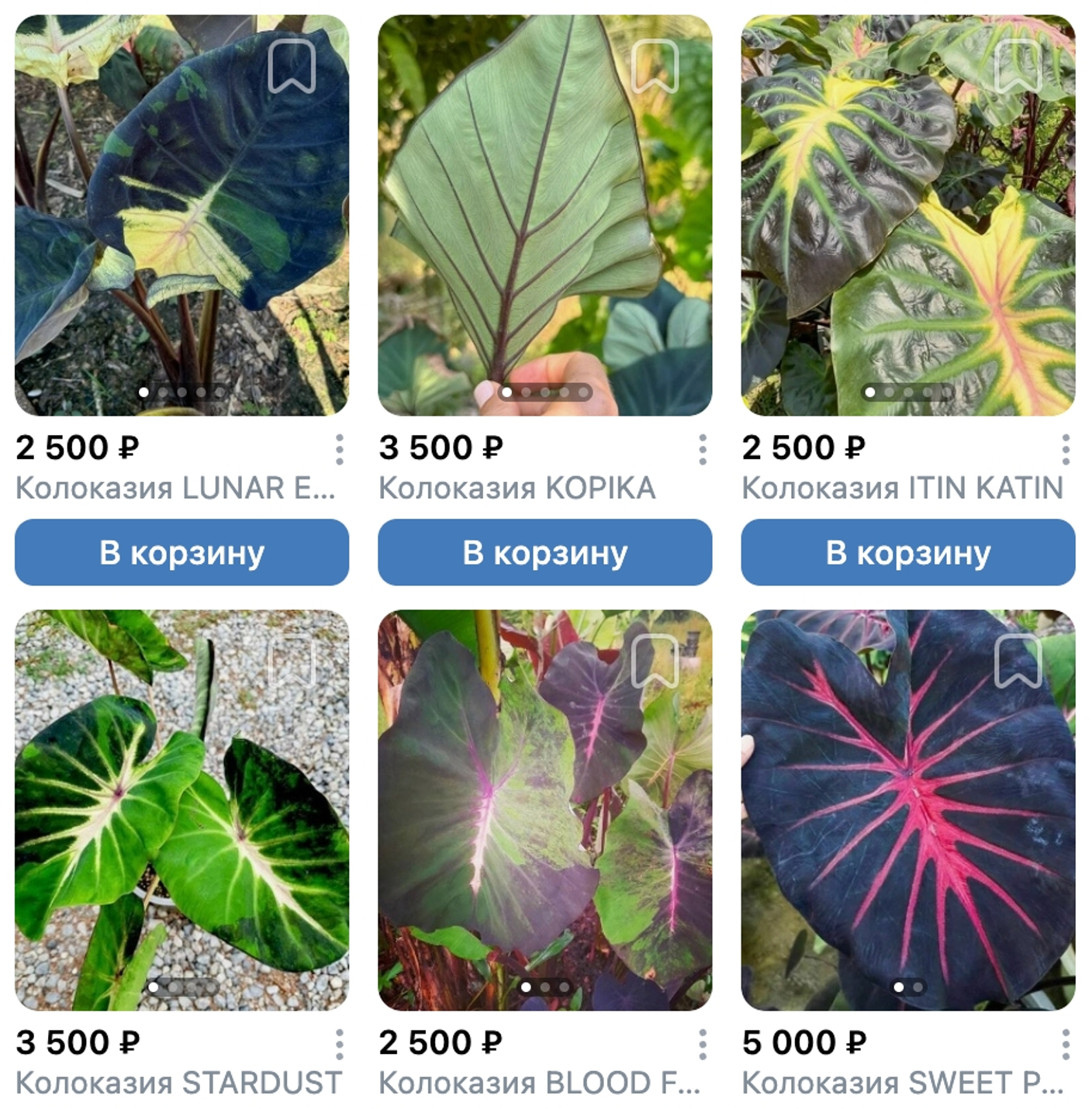 Колоказии август поставка S26