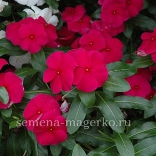 Катарантус розовый  Виктория Грейп F1 100 семян