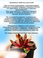 Молодило Большое розовое памело
