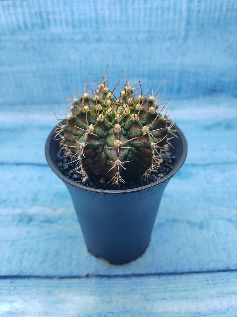 Gymnocalycium T-Rex Pink hybride (Гимнокалициум T-rex)