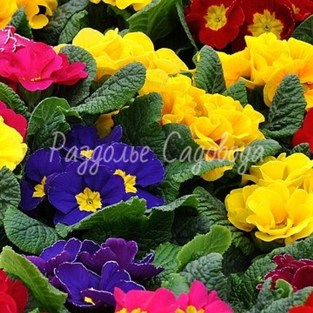 Примула бесстебельная (горшок 1.2 л)