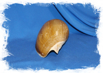Ракушка Cymba tritonis, Цимба тритонис Купить