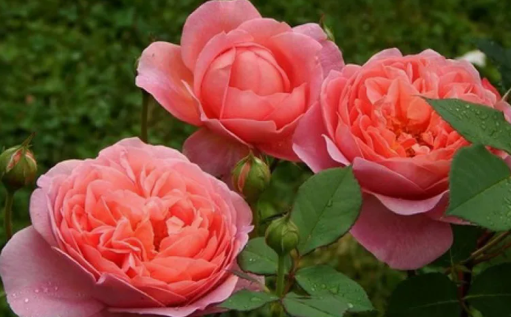 Роза Остина Боскобель ОКС конец апреля -май 2026