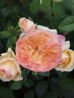 Роза чайно-гибридная Сурир дю Хавр