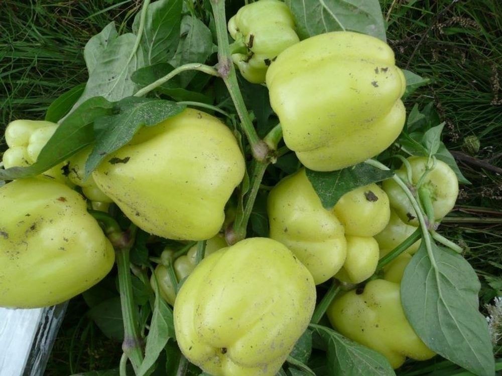 Перец Блонди F1 5шт Мировые Семена VITA GREEN