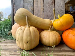 Тыква целая