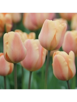 Тюльпаны пионовидные ,луковицы сорт MANGO CHARM (4 штуки)