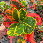 Кротон TERM NGERN