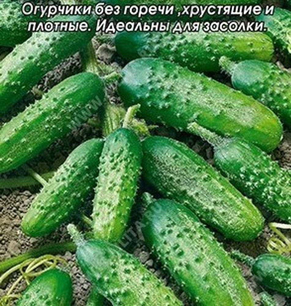 Огурец Аннушка (аэ)