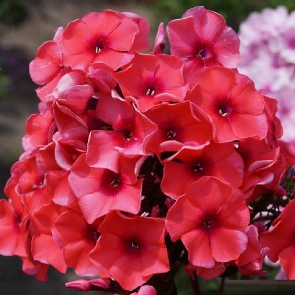 Флокс метельчатый Текила Санрайз