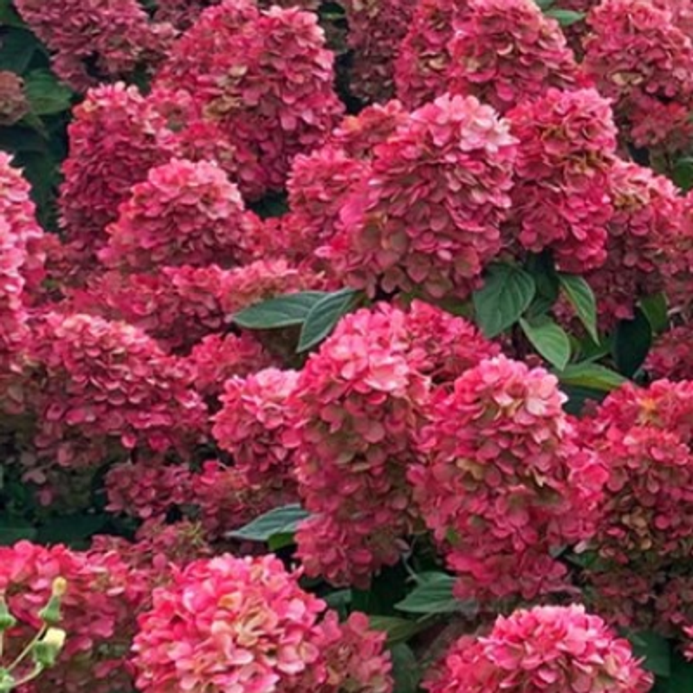 Меджикал Файер «Magical Fire» С2 - С2.5