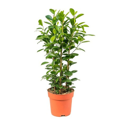 Фикус Макламе