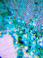 Микроскоп Levenhuk LabZZ M101 Лазурь