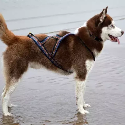 Шлейка ездовая Этно мультиколор Lapalandia