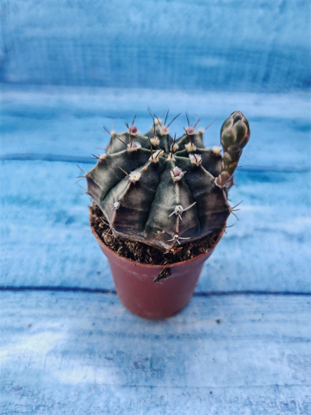 Gymnocalycium Friedrichii (Гимнокалициум)