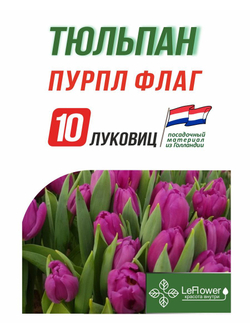 Тюльпан Луковица, Пурпл Флаг, 10шт