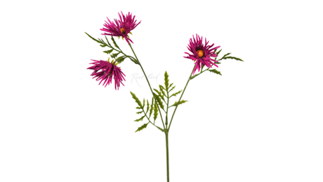 Хризантема Игольчатая small (3 соцветия) - Фуксия