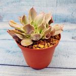 Echeveria Trumpet Pinky (Эхеверия)