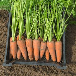 КАРСОН F1 семена моркови (Bejo | Alexagro)