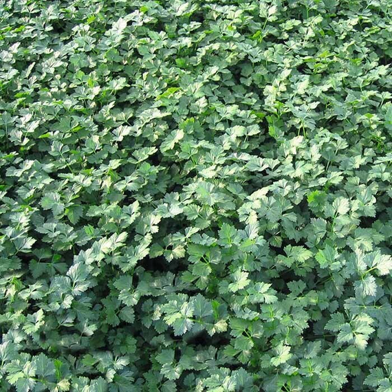 ТИТАН семена петрушки (Bejo | Alexagro) – фото 2