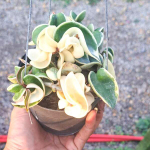 Хойя COMPACTA VARIEGATA