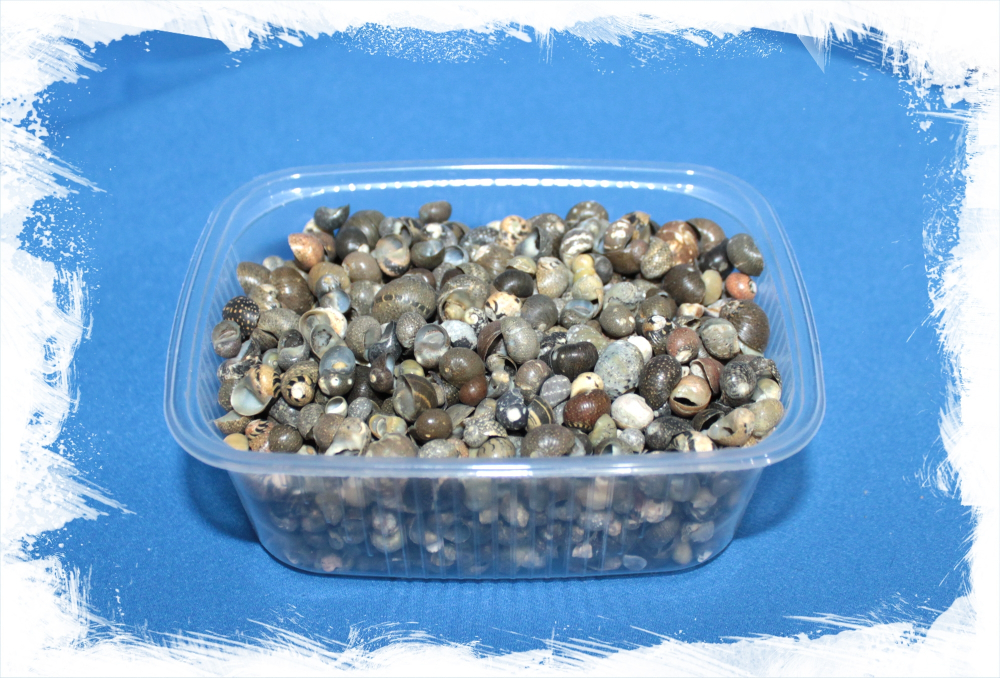 Литторина, 0,5-1,5см, 100гр, 400шт