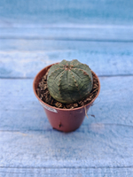 Euphoria Obesa (Эуфорбия)