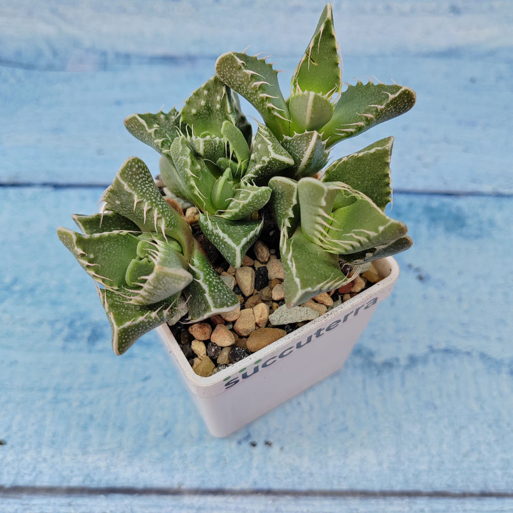 Faucaria Tigrina (Фаукария)