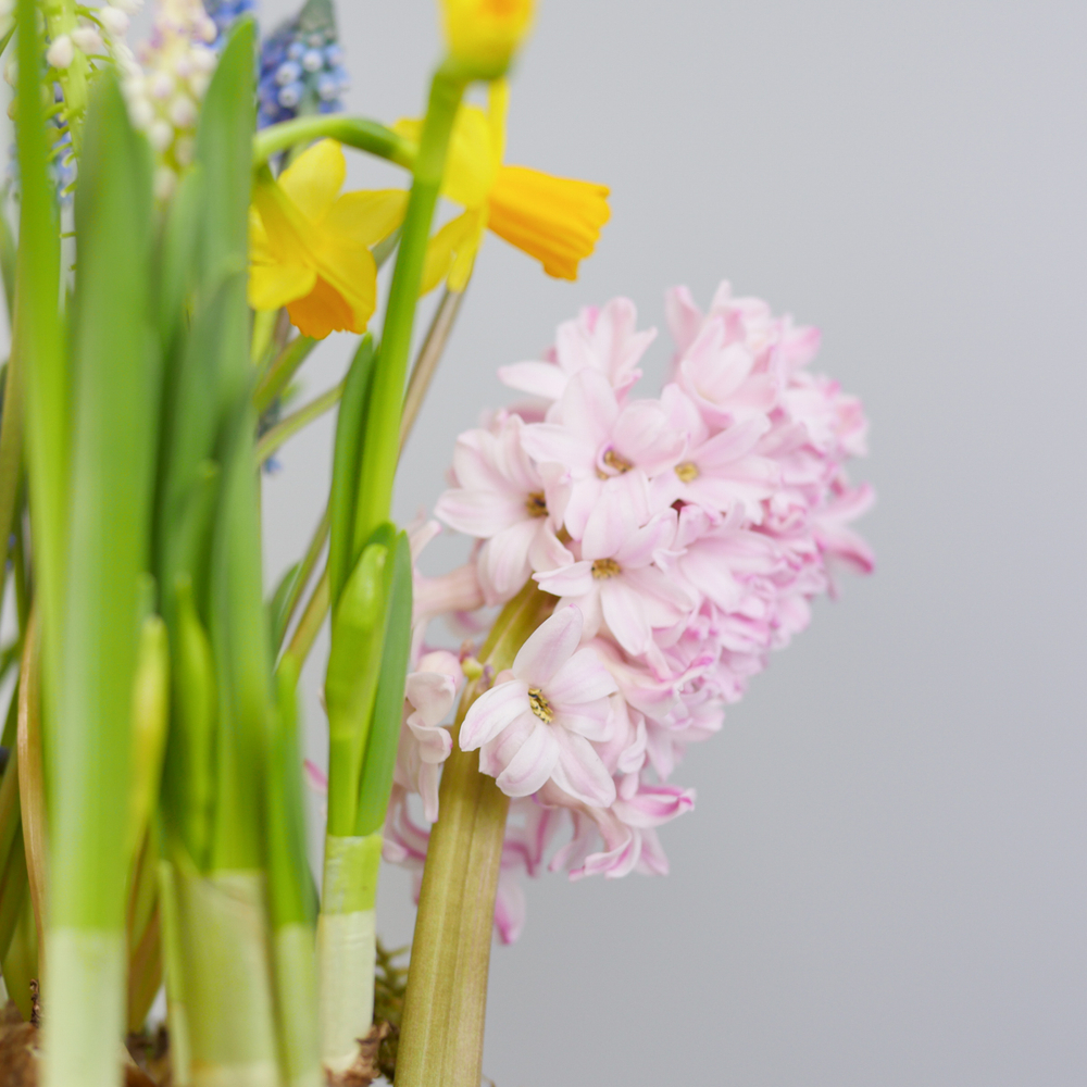 Композиция с первоцветами в розовой корзине