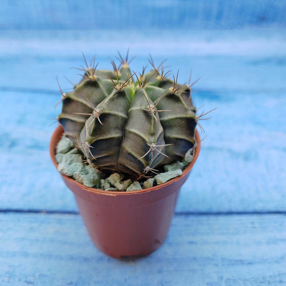 Gymnocalycium Friedrichii (Гимнокалициум)