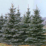 Ель колючая Глаука Мисти Блю (ком) 200-250