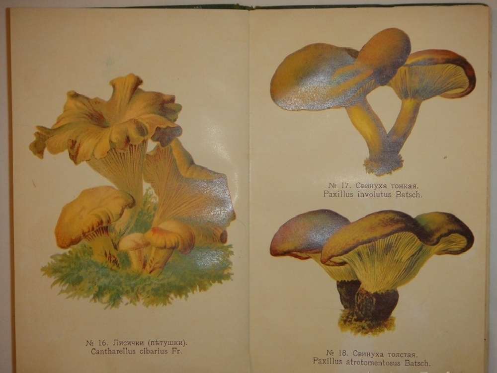 "Спутник любителя собирать грибы. Описания важнейших съедобных грибов, растущих в России". 1911г.